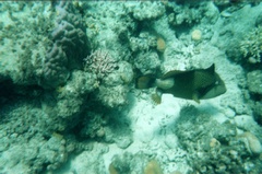 Нет комментария