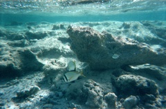 Нет комментария