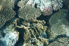 Нет комментария