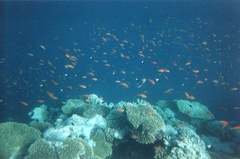 Нет комментария